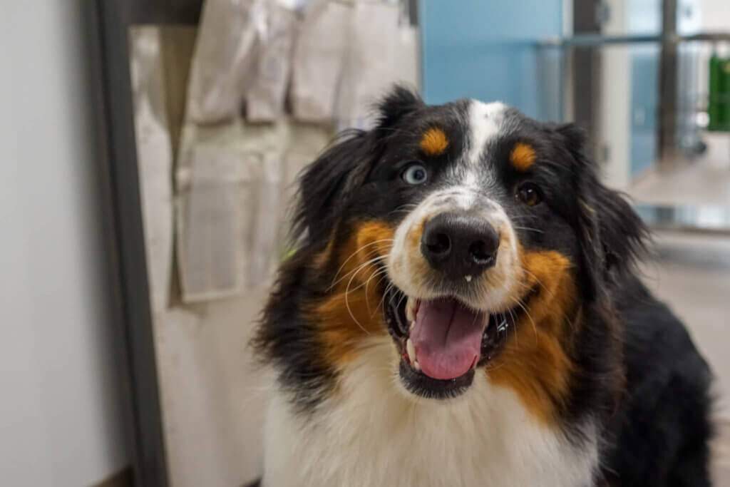 Smiling dog
