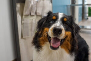 Smiling dog