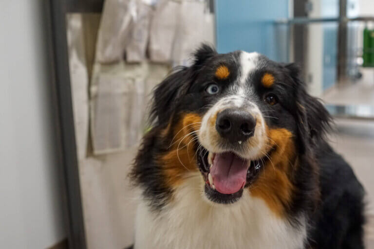 Smiling dog